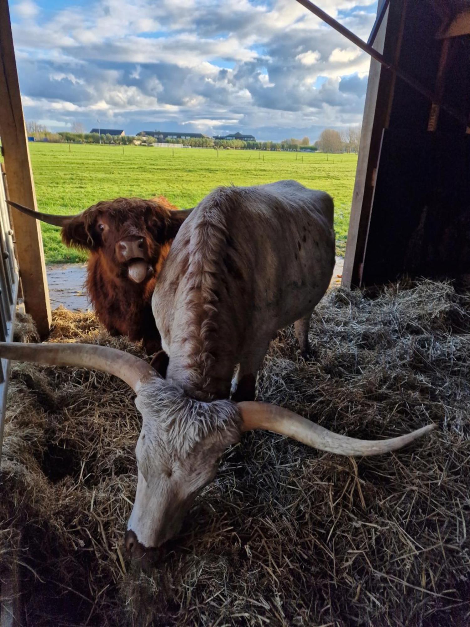 Bed&Bbq Longhornranch Leilighet Akersloot Eksteriør bilde